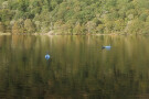 Swans on Brothers Water, Cumbria